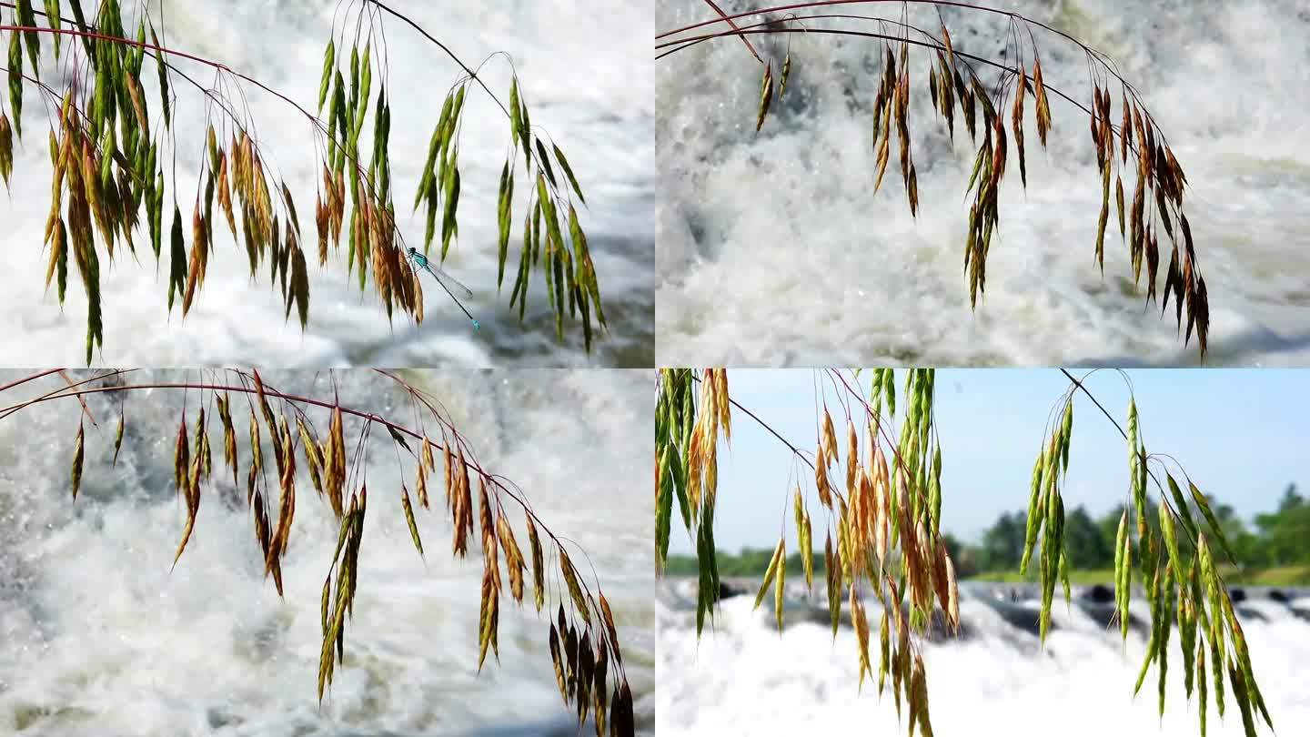 实拍夏天洪水水坝边动摇的野燕麦