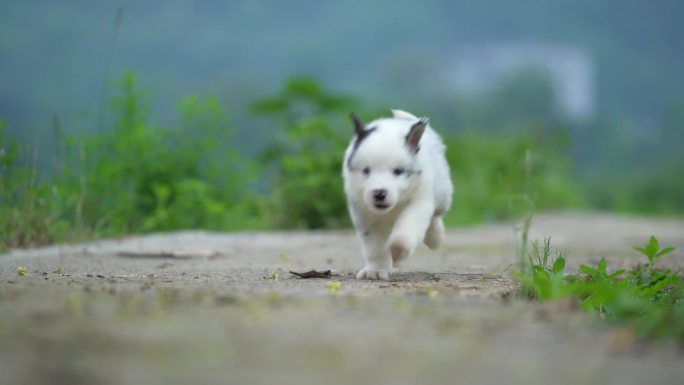 奔跑的边牧幼仔 升格慢动作实拍视频合集