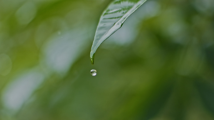 雨水绿叶滴水水滴落水面