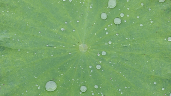 雨滴落在荷叶上