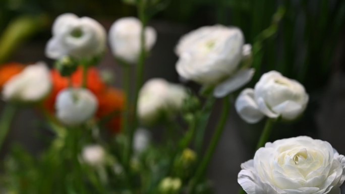 花毛茛实拍 花卉实拍