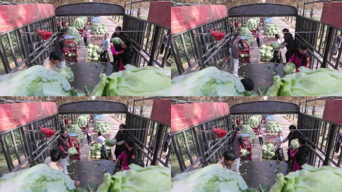 丰收 收大白菜 菜 运输大白菜 大白菜