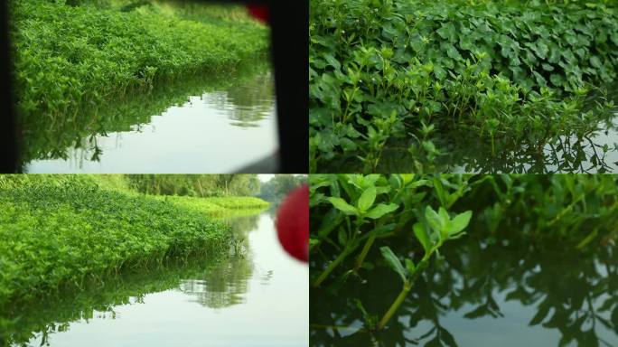 l1木船前行沿岸植被