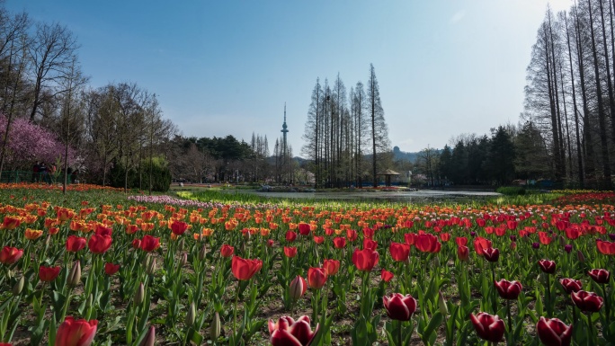 青岛电视塔花海8k延时