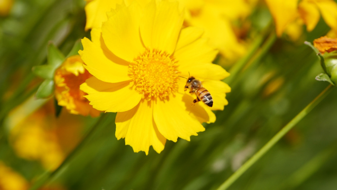 蜜蜂采蜜 蜜蜂采花粉 黄蜂纯天然蜂蜜