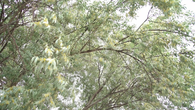 风中摇曳的沙枣花