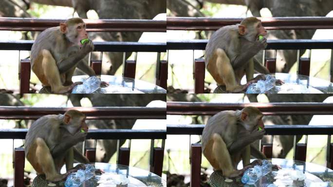 猴子玩耍吃瓶盖