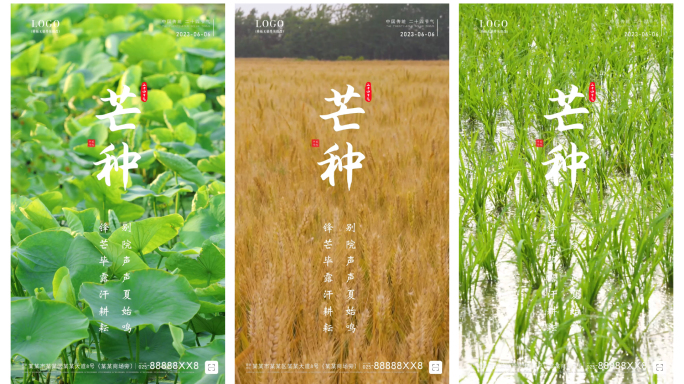 【原创拍摄】芒种水稻麦田节气海报