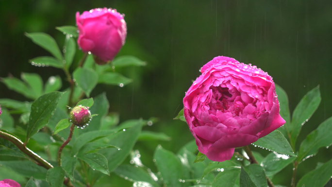 春雨中芍药牡丹唯美特写