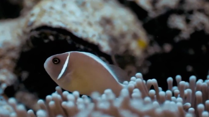 海洋生物 珊瑚 咸水鱼