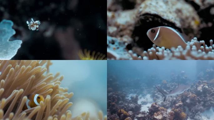 海洋生物 珊瑚 咸水鱼