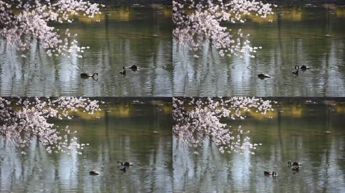 桃花水面黑天鹅