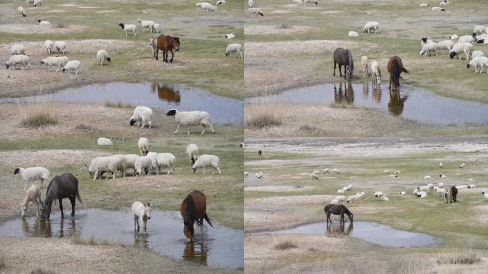 小河边吃水的的马儿