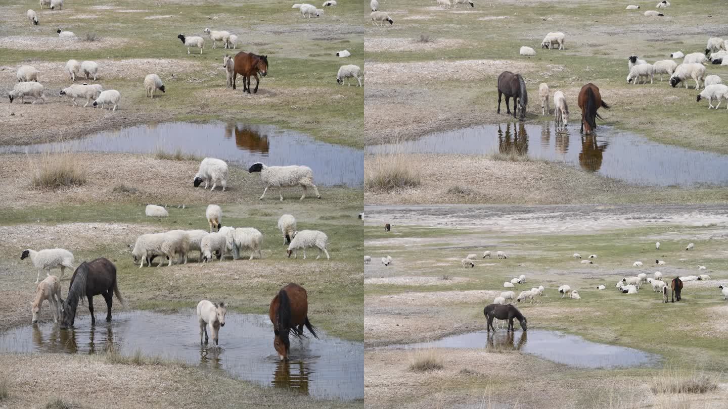 小河边吃水的的马儿