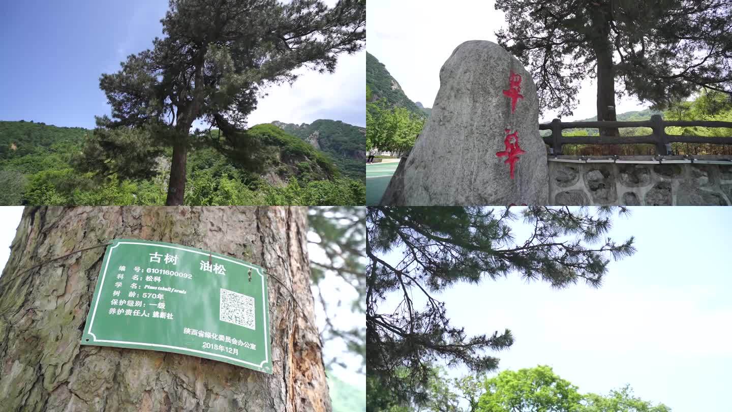 秦岭翠华山景区迎客松千年古树3