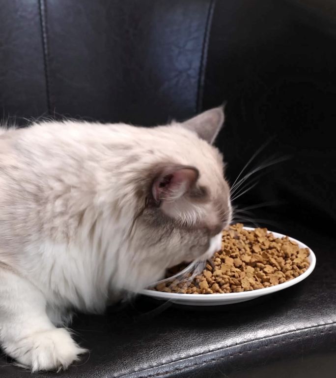 宠物布偶猫在沙发吃猫粮鲜肉颗粒4k合集