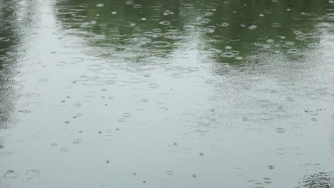 下雨 水面雨点 树叶风动 台风