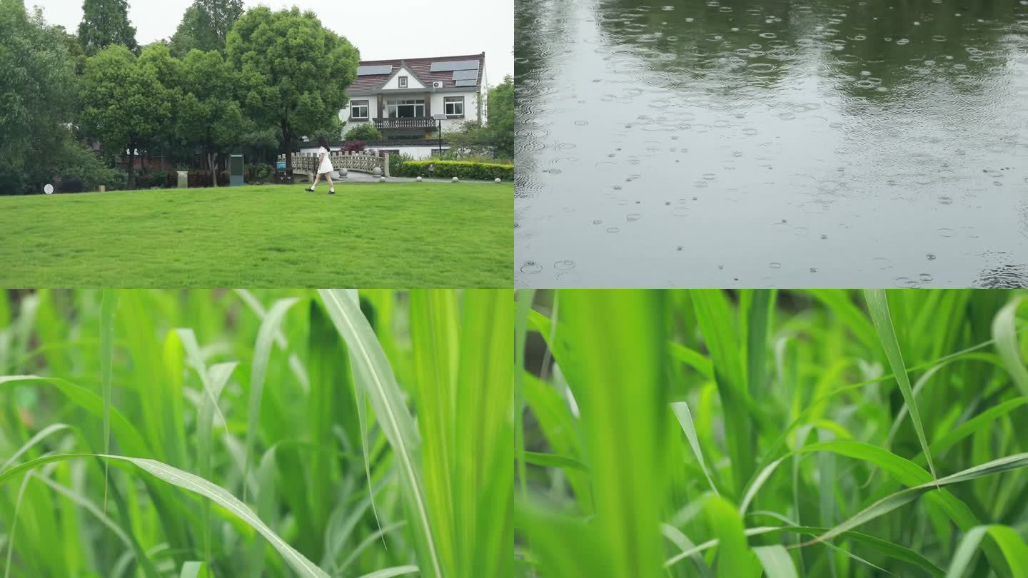 下雨 水面雨点 树叶风动 台风