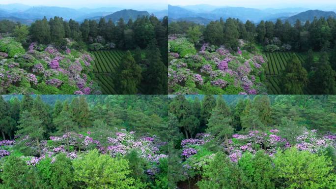 天台山 云锦 杜鹃花8-7