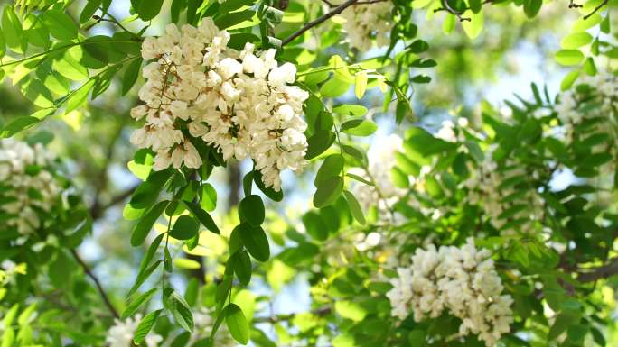 春天槐花开了蜜蜂采蜜