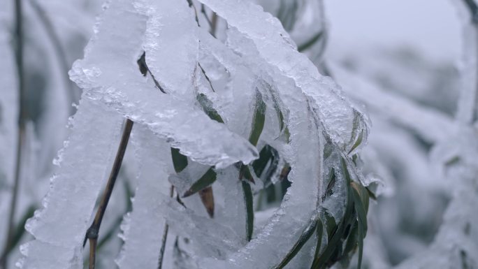 唯美雪景