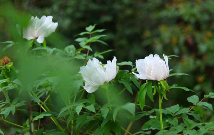 春天花卉白芍