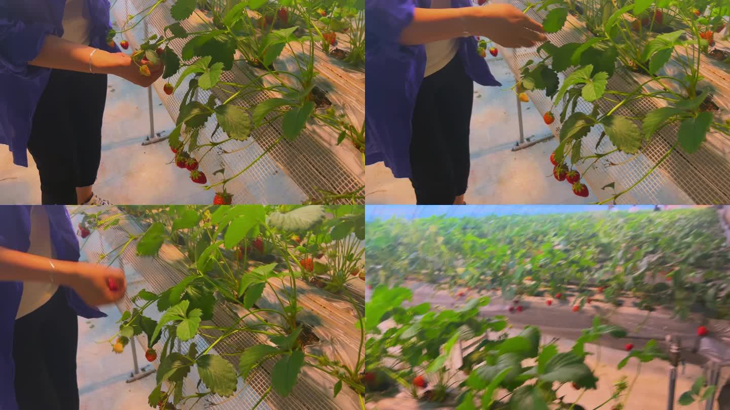 采摘草莓大棚草莓（2）