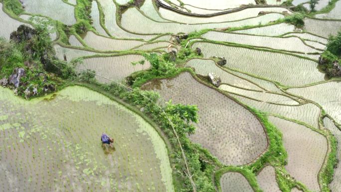 施肥水稻