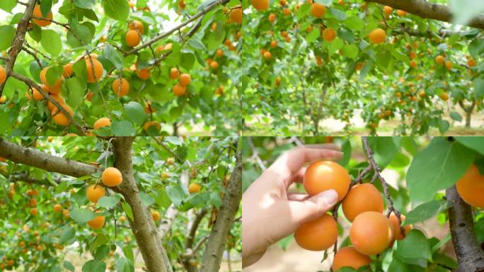 大黄杏 水果采摘
