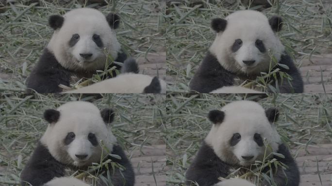 大熊猫花花吃竹子