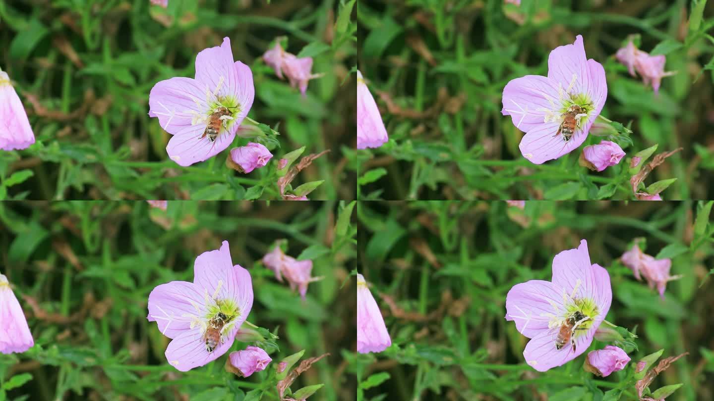 美丽月见草 夜来香 待霄草 蜜蜂采蜜