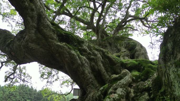 千年古树见证历史沧桑