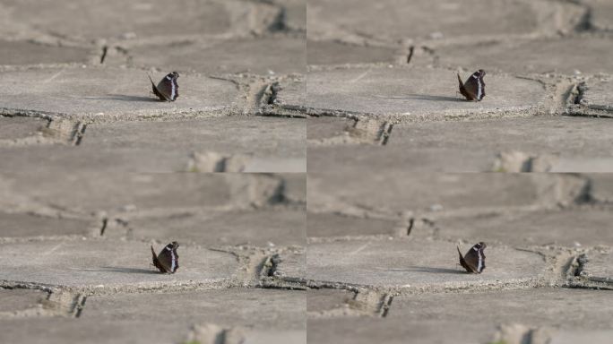 黑色蝴蝶停在水泥地面上缓慢地挥动着翅膀