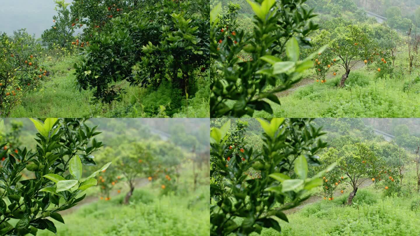 脐橙果树果园视频素材