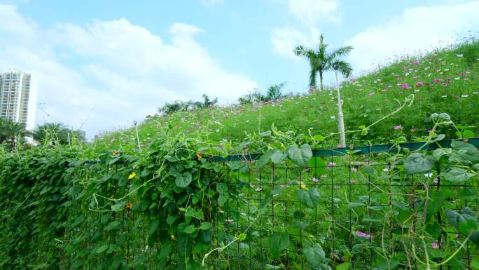 翼叶山牵牛花绿叶篱笆围墙