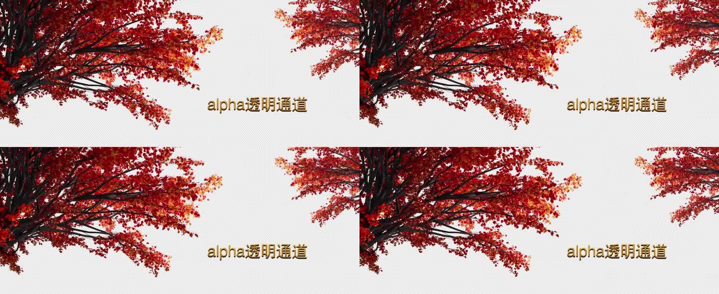 红树带通道 红树 树叶红叶黄叶 树 透明