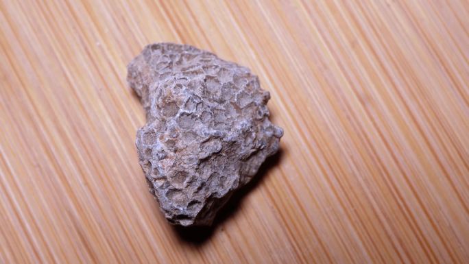 板星珊瑚化石中新世（2）