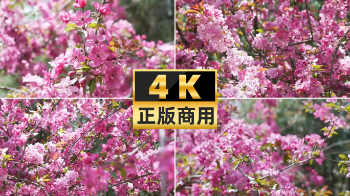 4k实拍春天唯美海棠花盛开蜜蜂采蜜