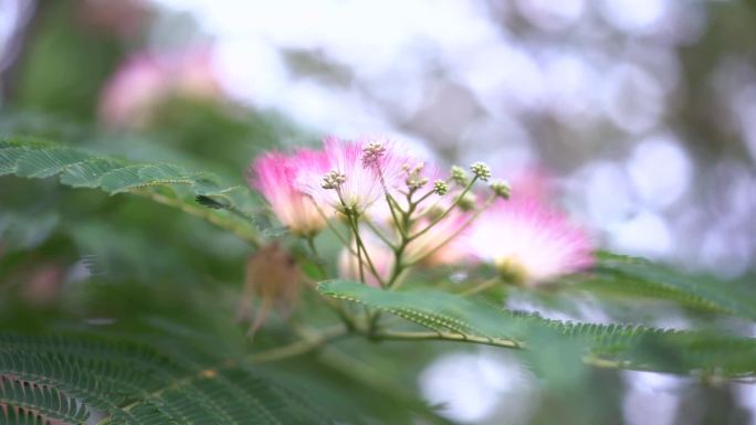 绒花 绒花 绒花树 粉花 合欢树