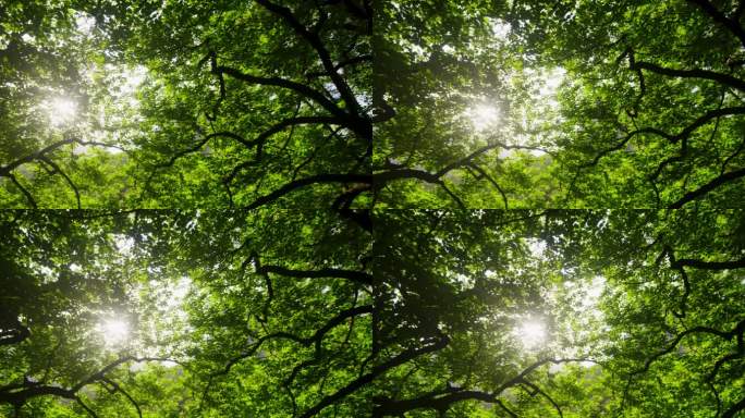 阳光照射穿透绿色的树枝