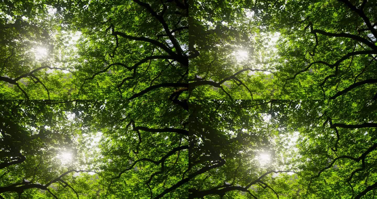 阳光照射穿透绿色的树枝