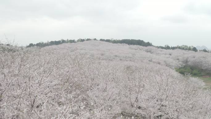 贵州平坝樱花园航拍4K