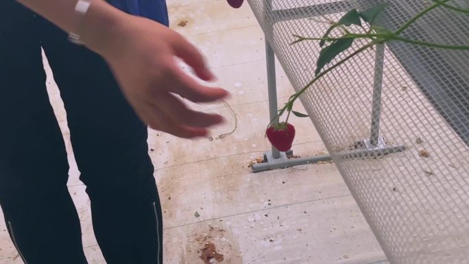 采摘草莓大棚草莓（1）