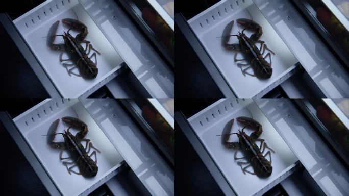 冰箱抽屉里的龙虾澳洲龙虾