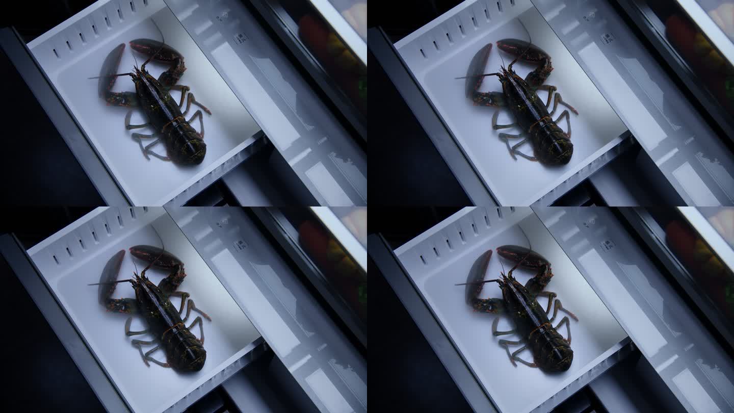冰箱抽屉里的龙虾澳洲龙虾