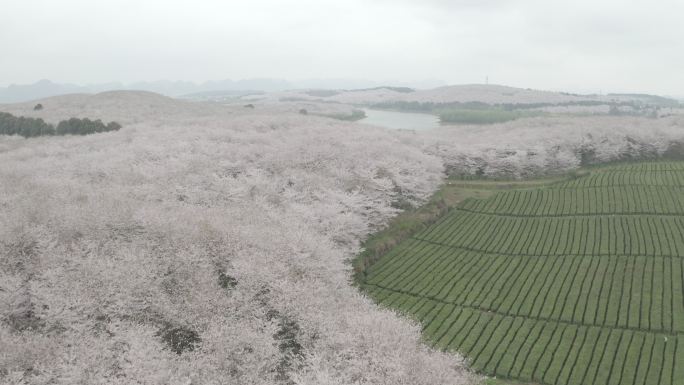 贵州平坝樱花园航拍4K