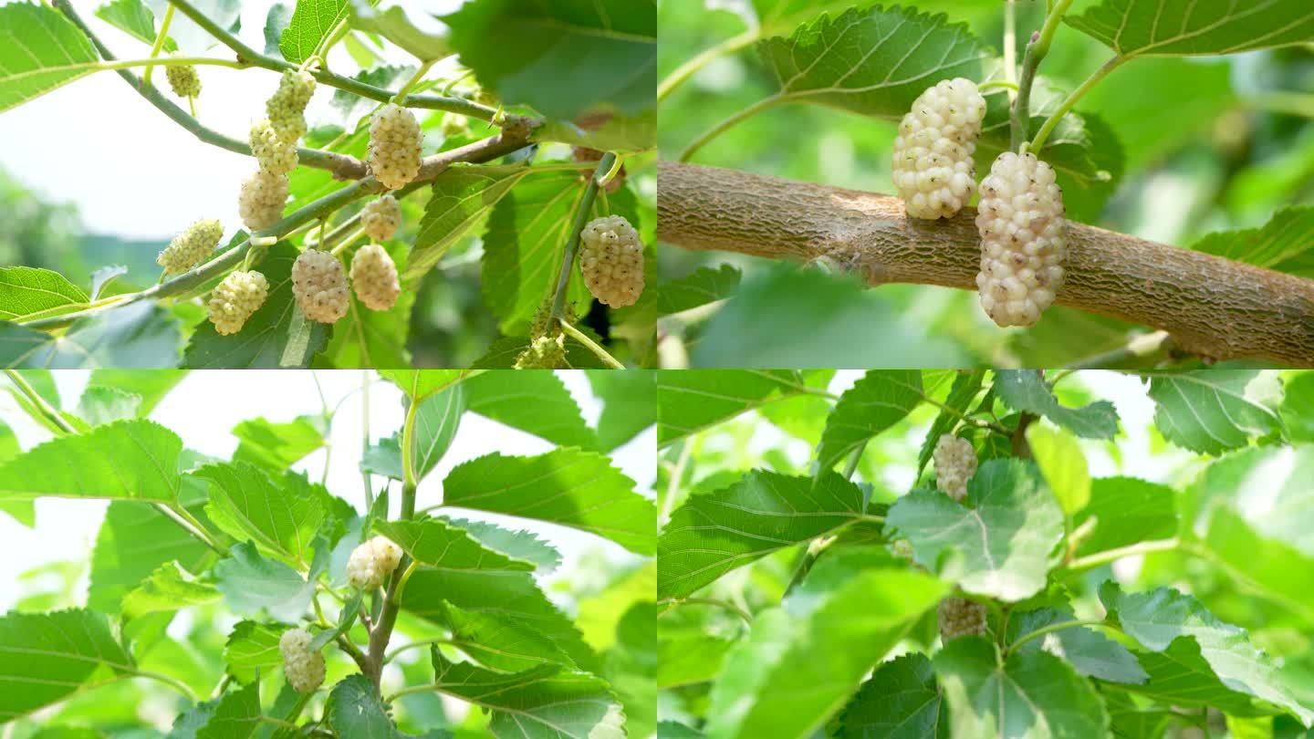 白桑葚种植基地