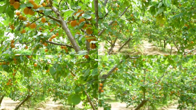 黄杏种植基地