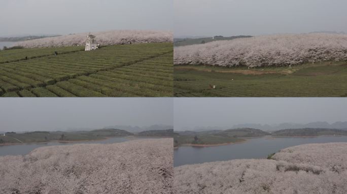贵州平坝樱花园航拍4K