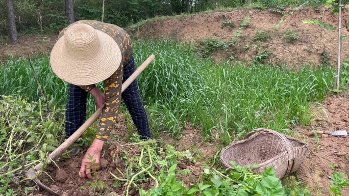 农村奶奶菜园挖土豆干活